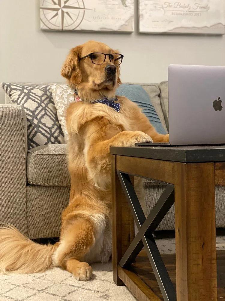 Bella - Happiness Strategist